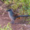 at Grumeti Reserve, Tanzania